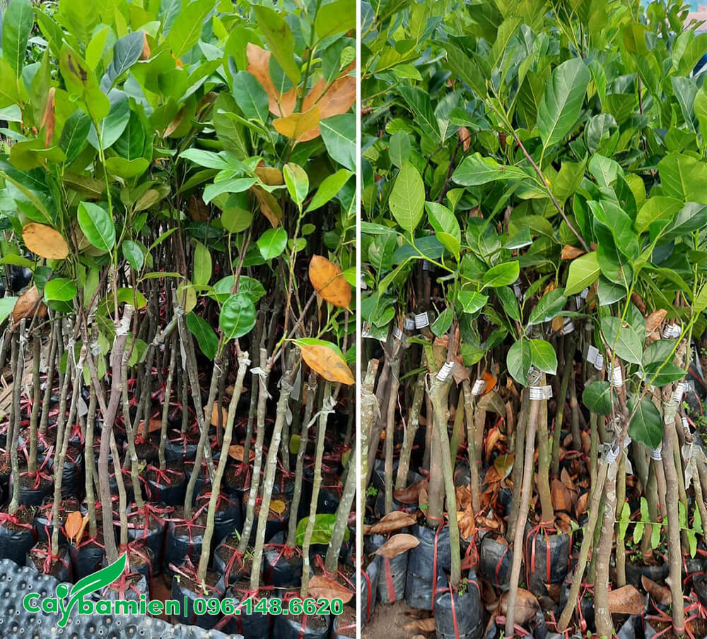 Lô cây Mít Thái giống chất lượng cành vươn cao 40 - 50cm