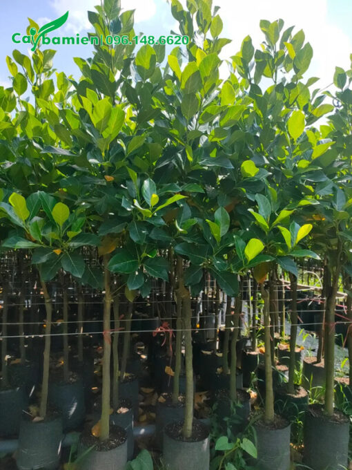 Vườn Mít Thái giống trồng và chăm sóc trong bầu
