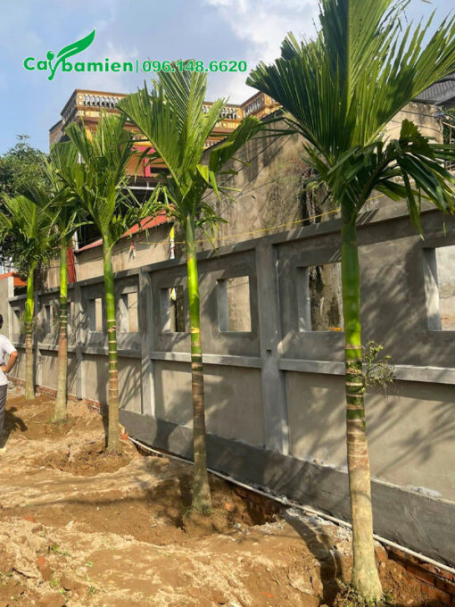 Hàng Cau Ta trồng trước nhà