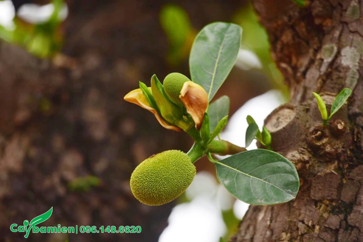 Chùm quả mọc từ thân cây Mít Thái