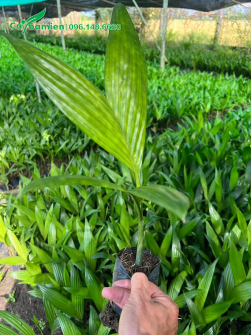 Cây giống ươm bằng quả, cao 30cm