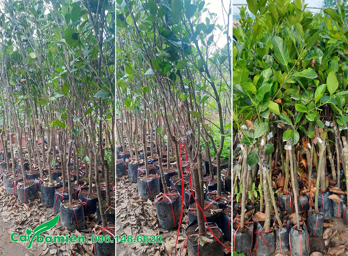 Mua cây giống và trồng Mít Thái số lượng lớn 