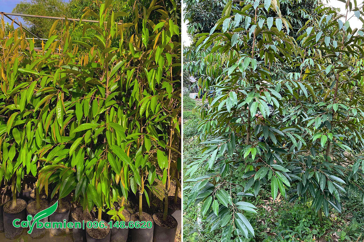 Những cây Sầu Riêng giống cao hơn 1m tại nhà vườn
