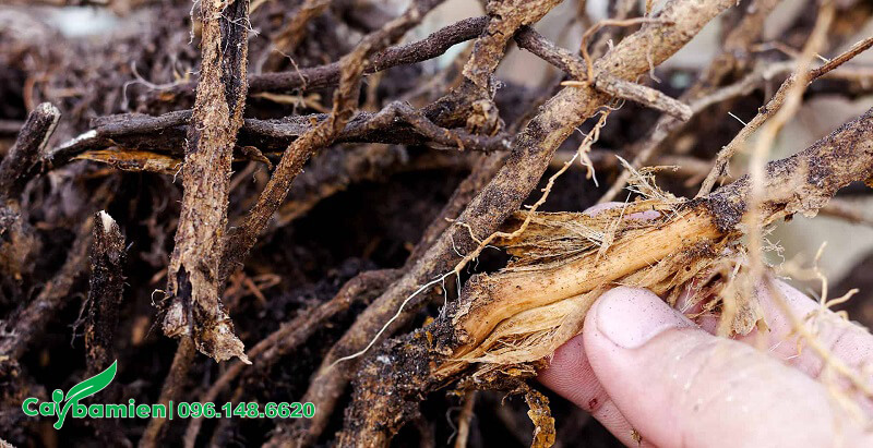 Những rễ cây trồng tàn dư là nơi trú ẩn của các loại nấm hại cây trồng