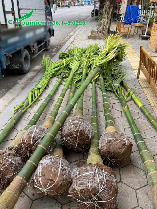 Cây cau ăn trầu cao 5 - 6m