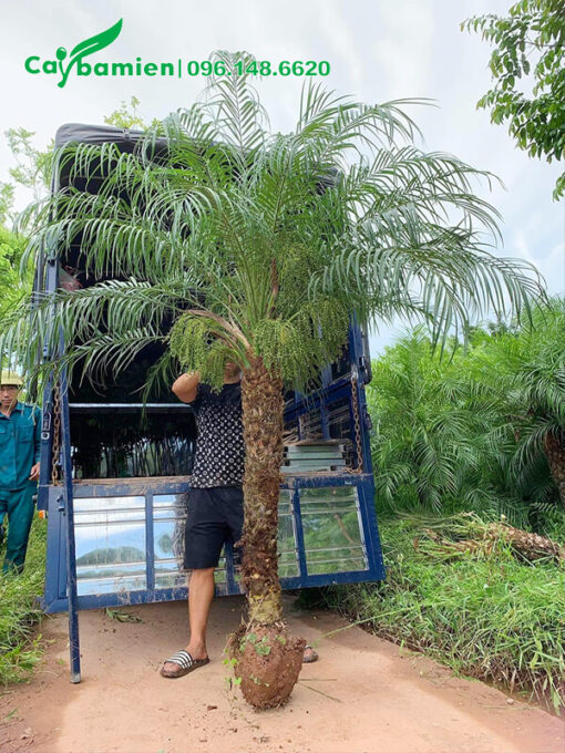Bứng bầu và đưa cây Cau Nga Mi lên xe chuyển cho khách