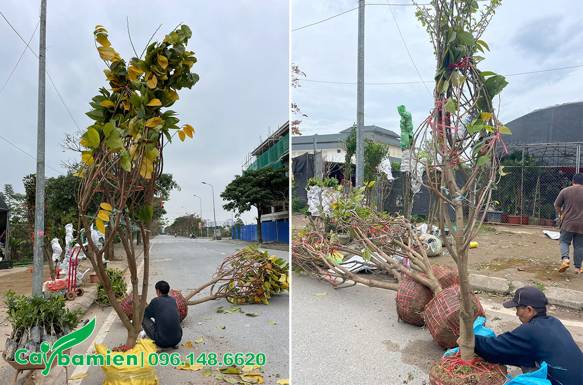 Bán và trồng cây Na Đài Loan lâu năm, cao 3m cho khách hàng Hà Nội