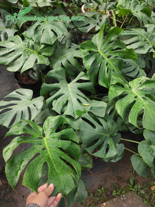 Mua cây Trầu Bà Nam Mỹ có 4 - 6 lá thật