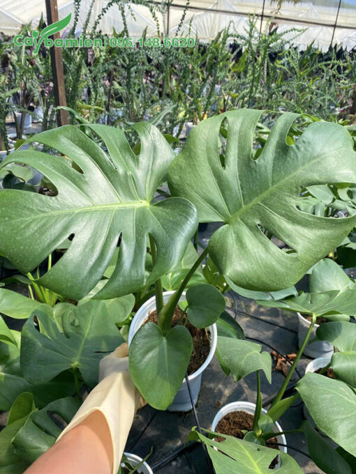 Cây con Trầu Bà Lá Xẻ cao 30cm