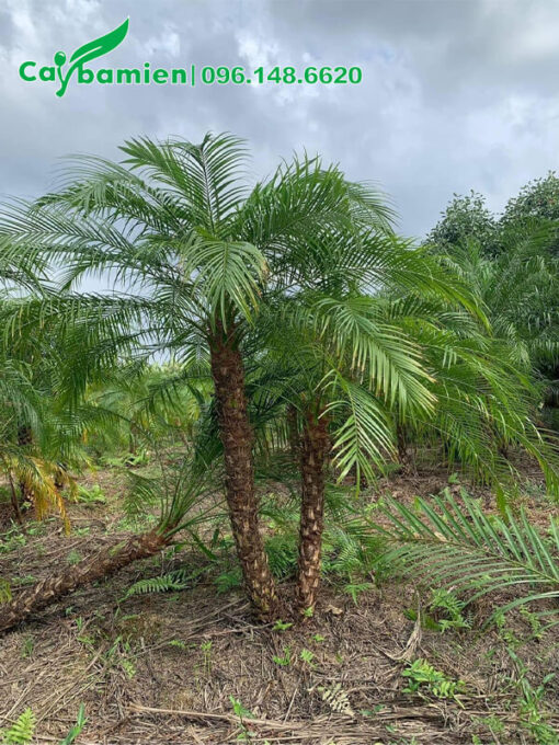 Cây cảnh Cau Nga Mi thân thôi, lộ thân cao 0,5 - 1m