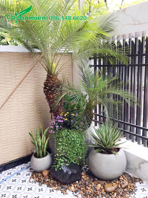 Cây Cau Nga Mi trồng trong chậu cảnh đặt được nhà phố