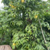 Cây hoa Dẻ công trình cao 3m