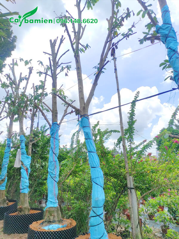 Giâm ủ cây Mãng Cầu Xiêm công trình, đường kính 20cm