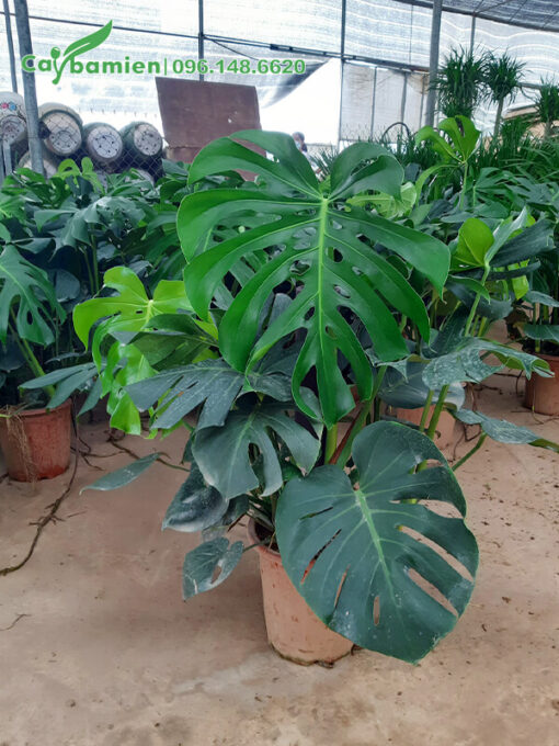 Chậu cây Monstera Nam Mỹ cao 50cm