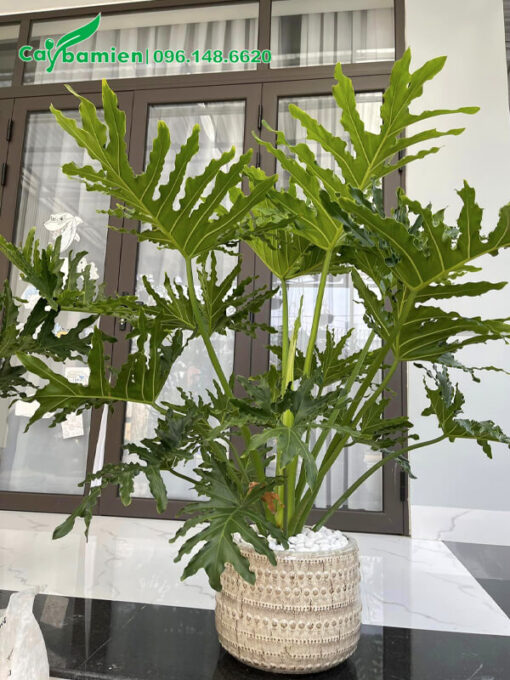 Trầu Bà Tay Phật trồng chậu cảnh giá rẻ