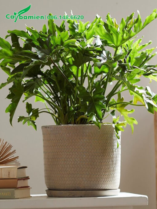 CHậu Trầu Bà Tay Phật để bàn đẹp, cao 40cm
