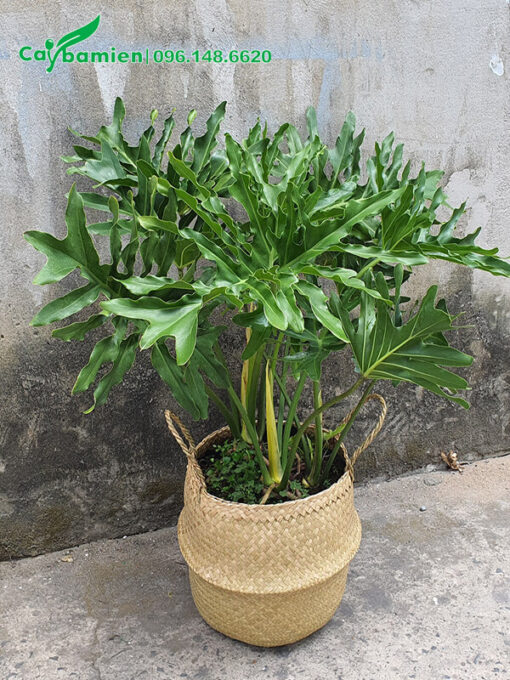 Chậu cảnh Trầu Bà Thanh Xuân đẹp, độc đáo