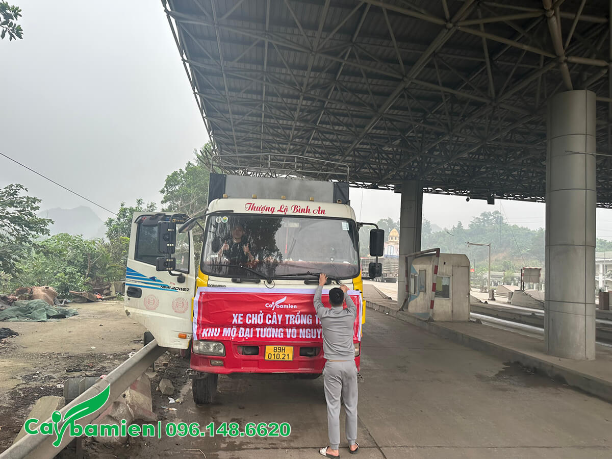 Xe vận chuyển cây Đại công trình từ nhà vườn miền Bắc vào Quảng Bình