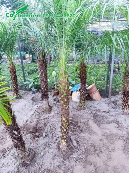 Dâm ủ Cau Nga Mi lộ thân 1m trên nền cát ẩm