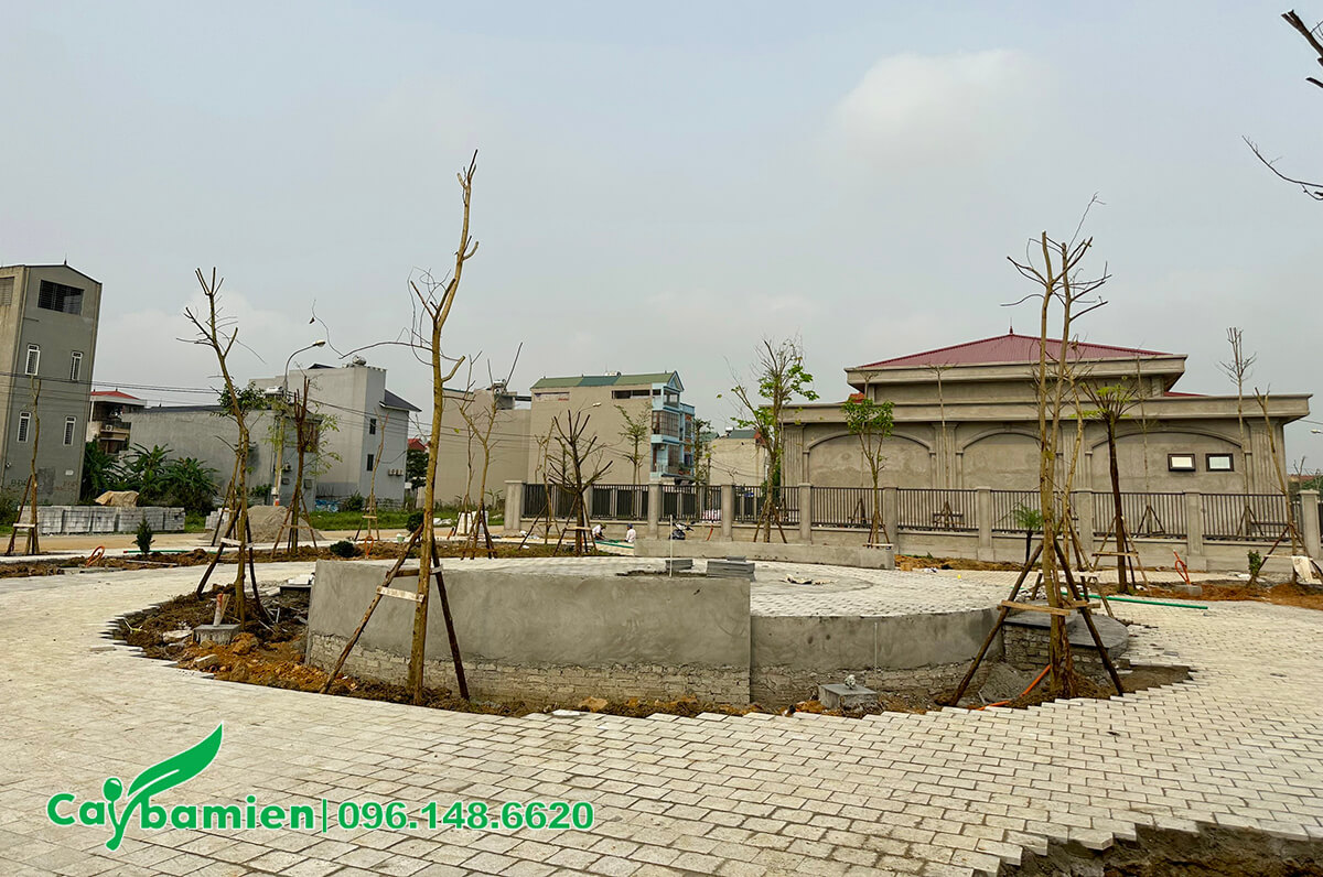 Hoàn thiện trồng cây cho công viên thành phố Vĩnh Yên
