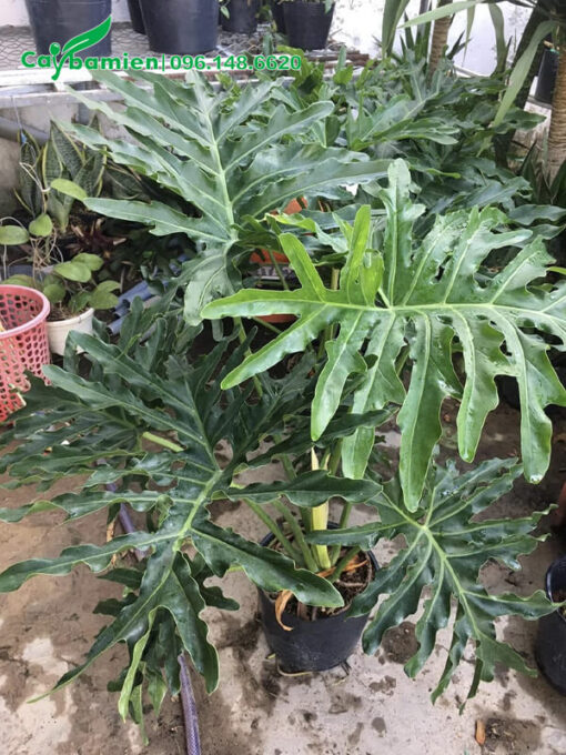 Cận cảnh tán lá của cây cảnh Trầu Bà Tay Phật