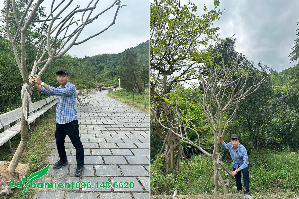 Hình ảnh cây hoa Đại công trình trước và sau khi trồng tại khu mộ Đại tướng Võ Nguyên Giáp