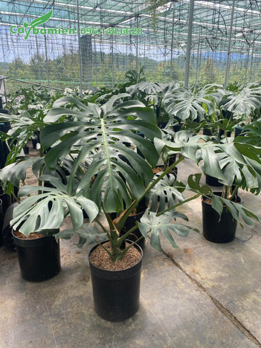Vườn dưỡng cây trầu bà lá xẻ có mái che