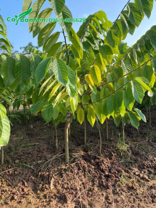 Na Đài Loan giống cao khoảng 70 - 80cm