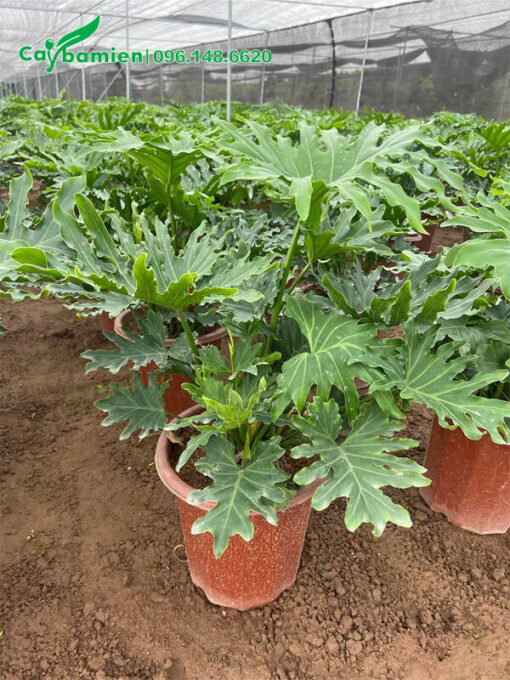 Trầu Bà Tay Phật thuần chậu cao 80cm trở lên