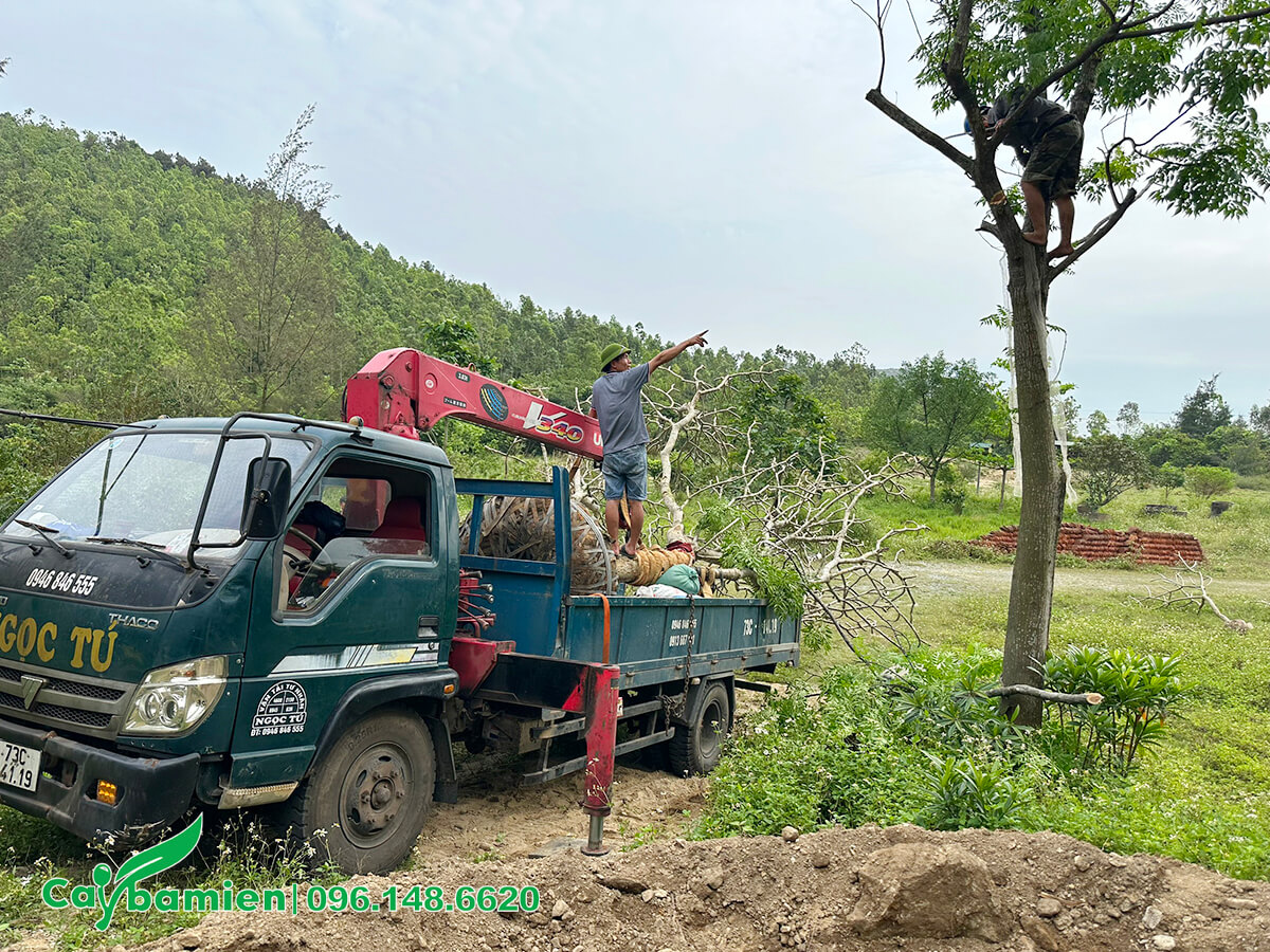 Xe cẩu hỗ trợ rải cây đến hố trồng