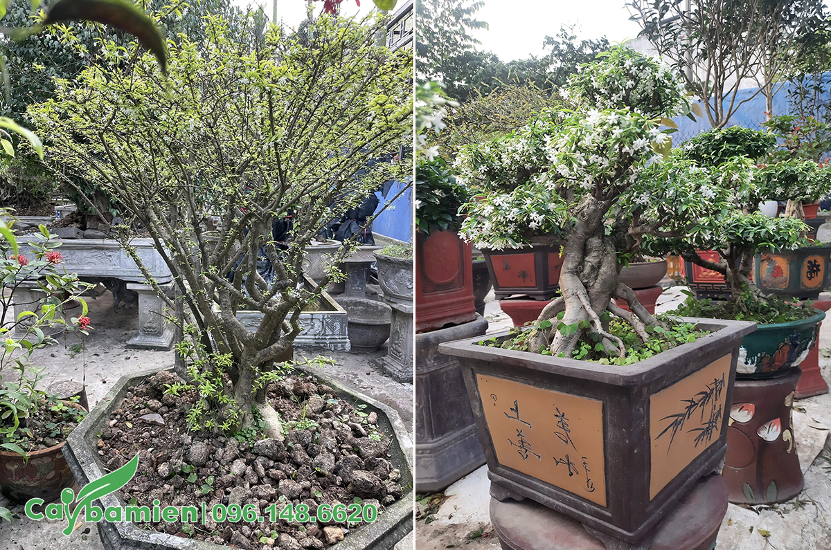 Cây Mai Chiếu Thủy bonsai, trồng chậu cảnh đẹp