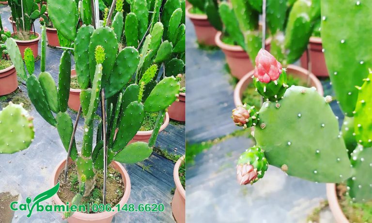 Bán các loại Xương Rồng cảnh đẹp, giá tốt, đủ mọi kích thước