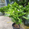 Cây hoa Ngọc Bút công trình