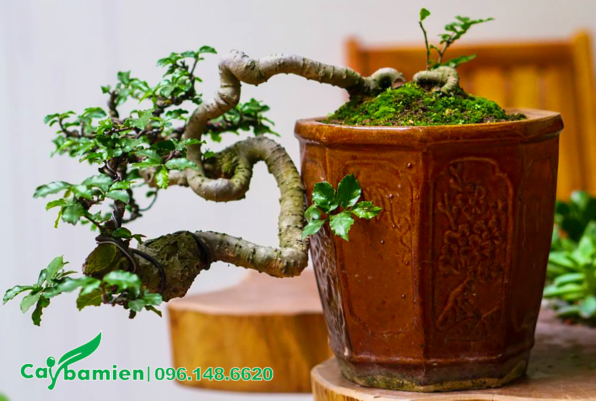 Cây Duối dáng huyền, loại bonsai mini