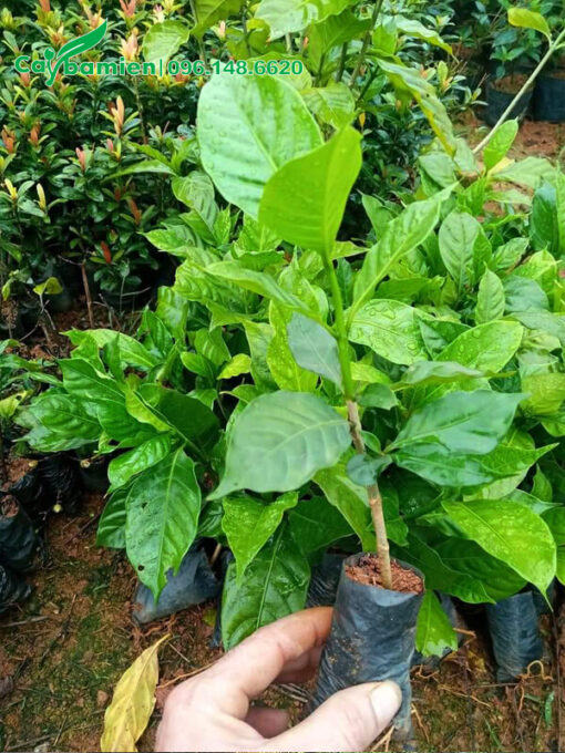 Nhân giống cây Ngọc Bút con đạt điều kiện xuất vườn