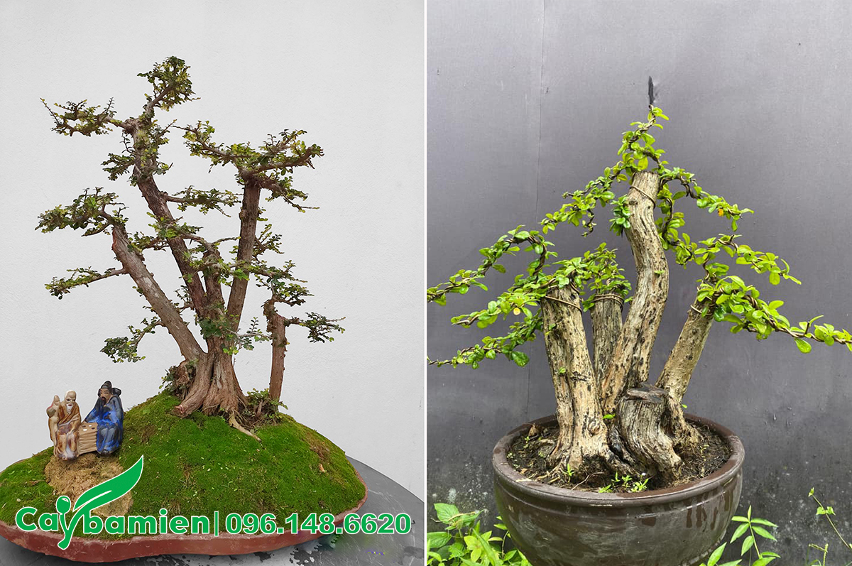 Cây cảnh bonsai dáng 3 thân và 5 thân
