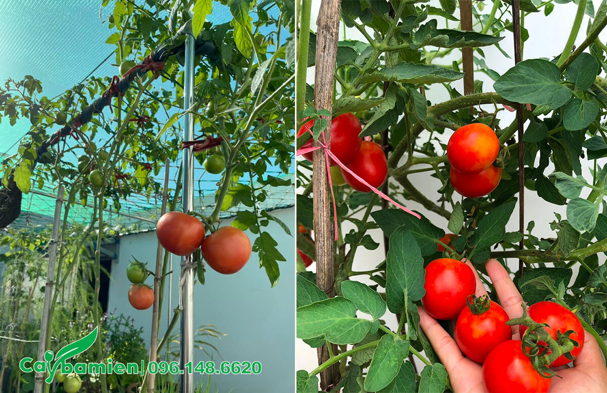 Quả cà chua chín đỏ trồng trên sân thượng