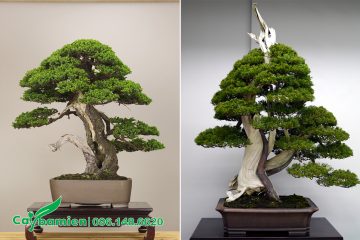 Những chậu cây cảnh bonsai theo phong cách Nhật Bản