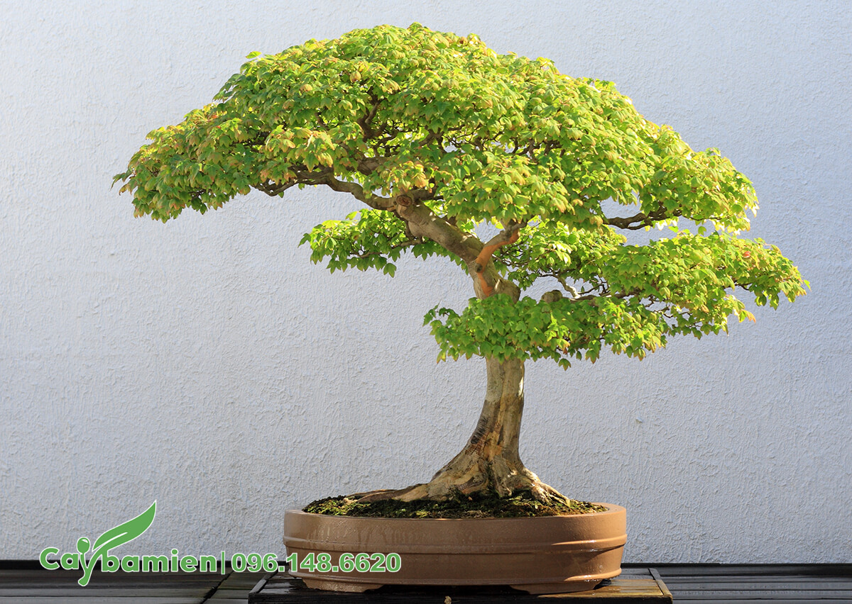 Cây bonsai trồng trong khay tròn