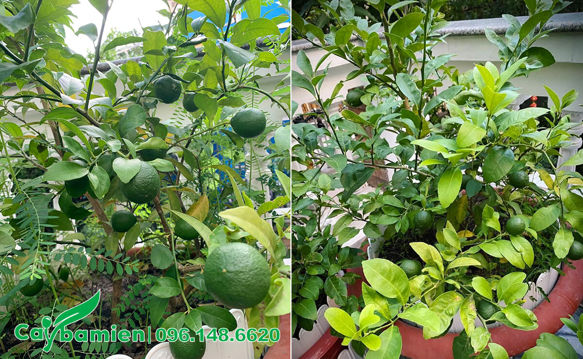 Trồng cây Chanh Ta trên sân thượng lấy quả dùng hàng ngày