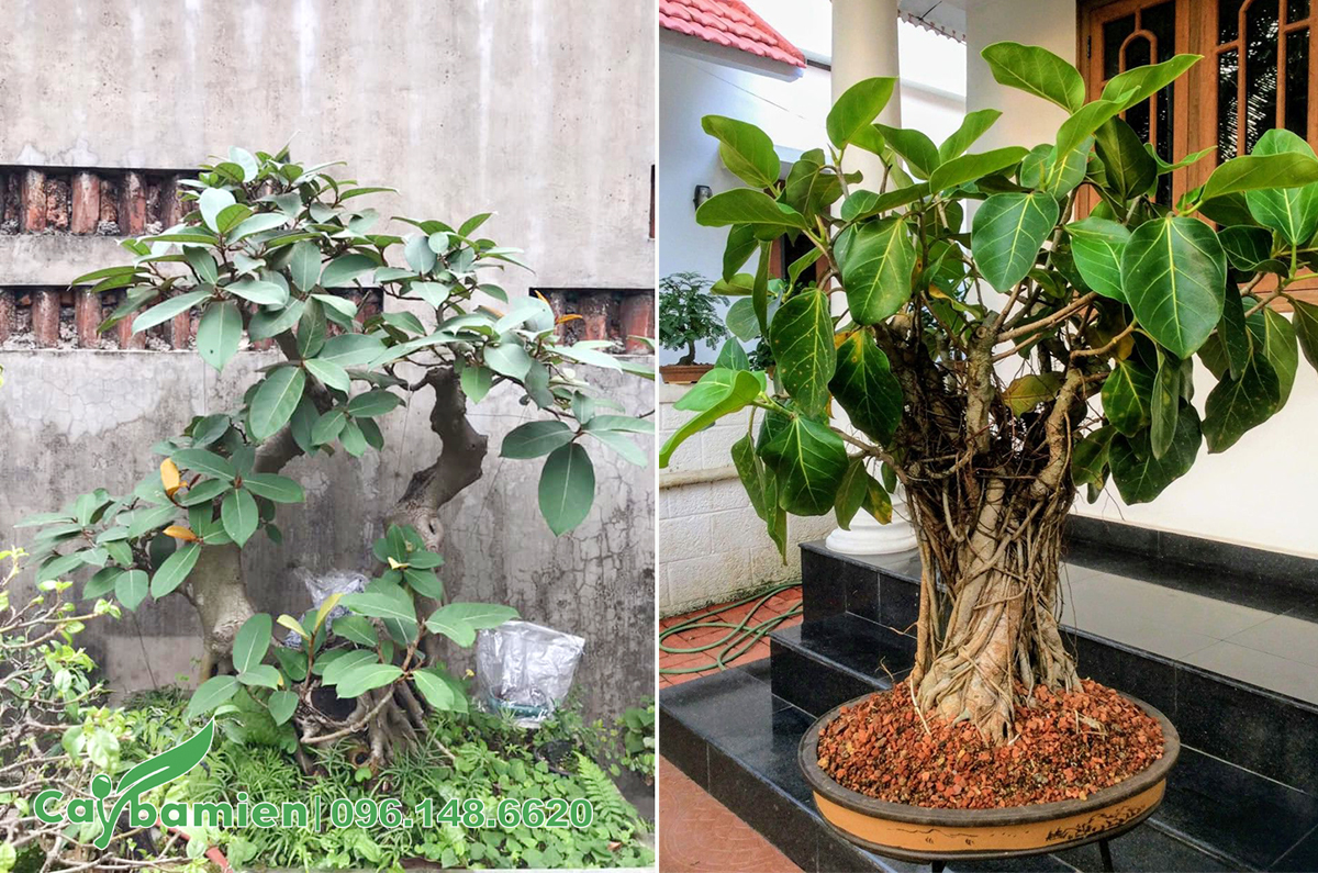 Cây Đa kiểng bonsai dáng đẹp, cao chưa tới 1m