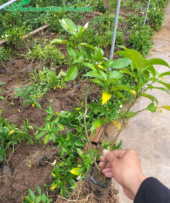 Cây giống Ngọc Bút giâm cành, bộ rễ đã ra sum suê