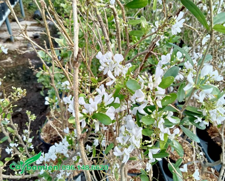 Bán cây linh sam phong thủy hoa đẹp, giá tốt, giao toàn quốc