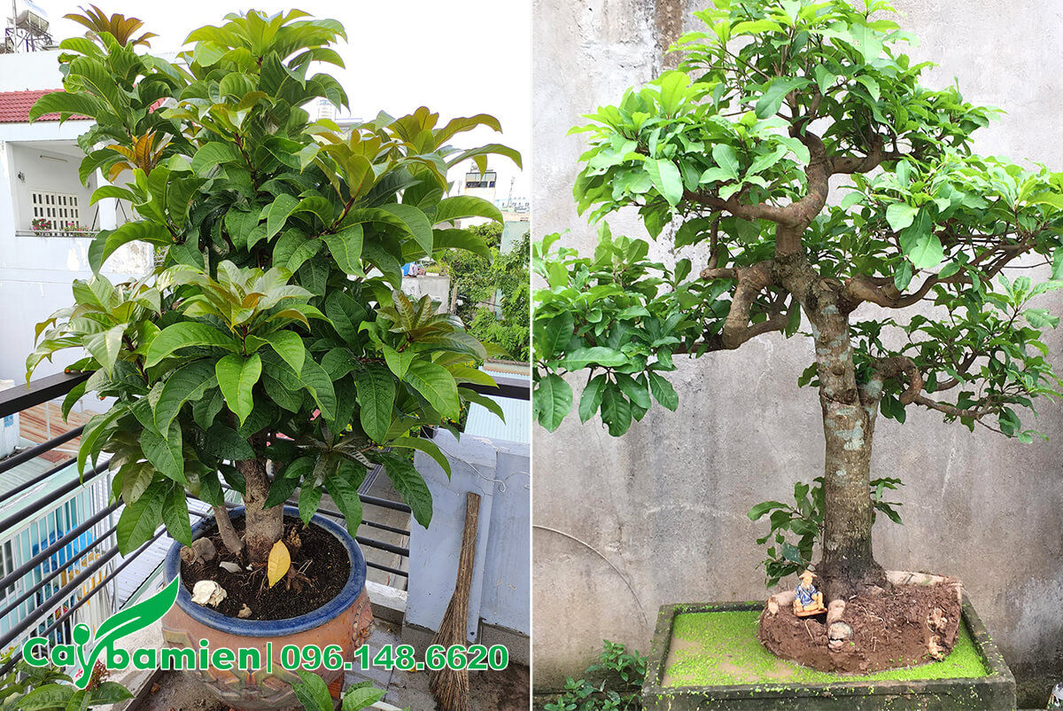 Những chậu cây Lộc Vừng bonsai kích thước nhỏ