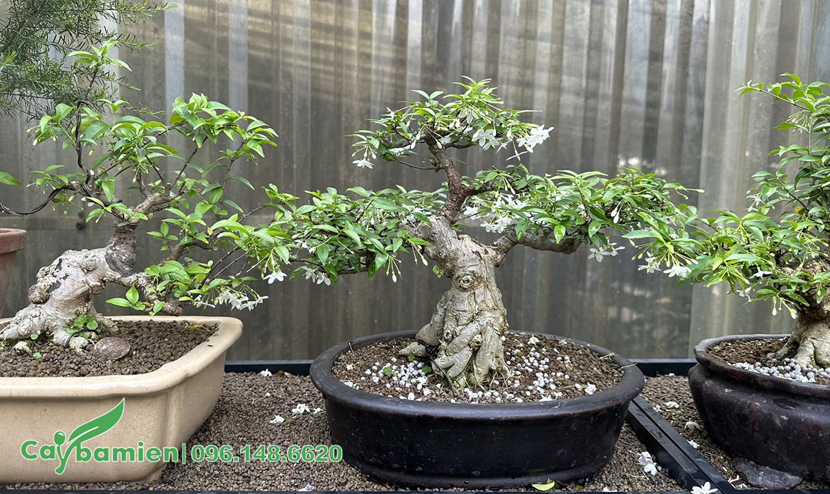 Ba chậu Mai Chiếu Thủy bonsai nhỏ