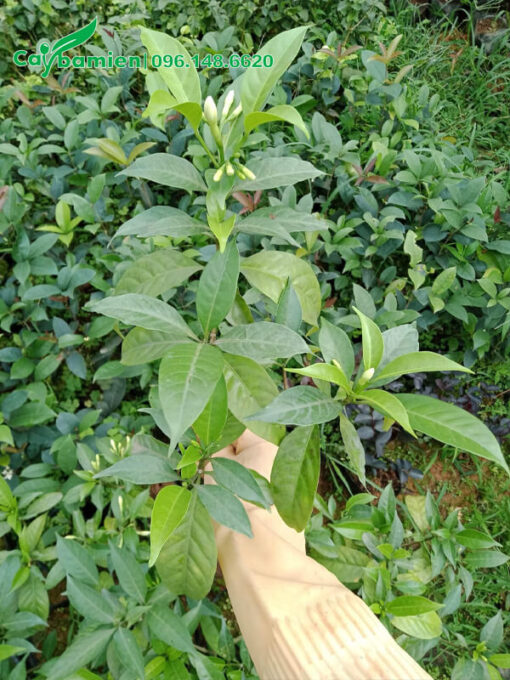 Ngọc Bút giống ươm hạt