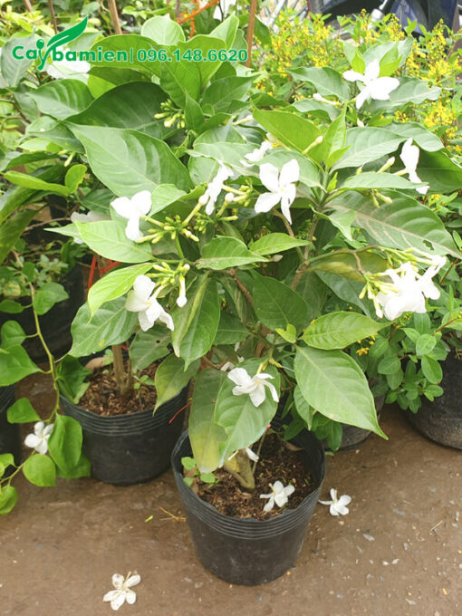 Ngọc Bút hoa đơn đang nở rộ