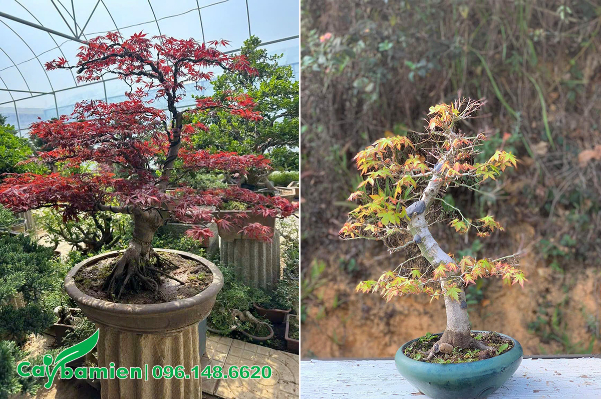 Chậu Cây Phong Lá Đỏ bonsai mùa thay lá