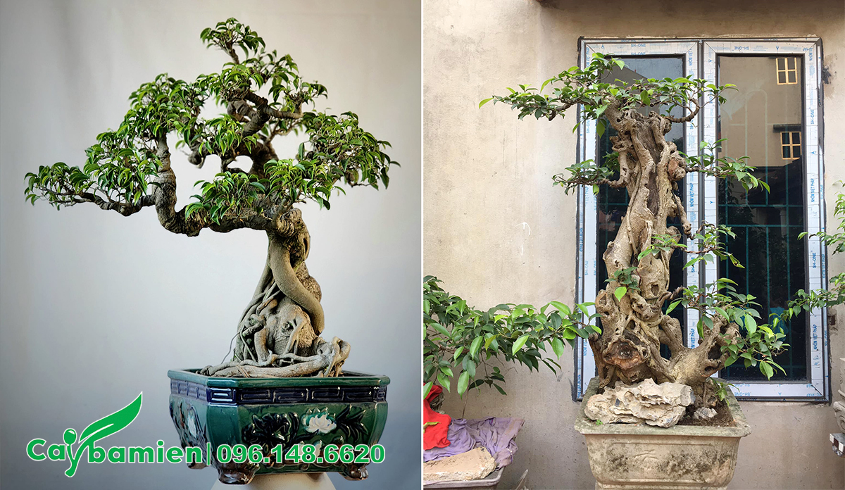 Bên phải là sanh kiểng, bên trái là cây Si quê bonsai lâu năm