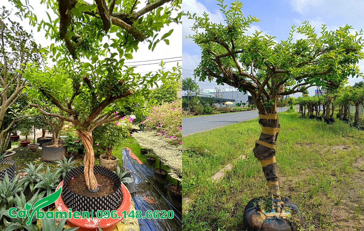 Cây Sơ Ri bonsai lâu năm, đường kính 10cm